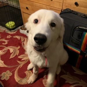 Meet your Posher, Brad